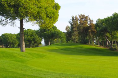 boş yeşil etkinlik alanı piknik, golf veya eğlence için