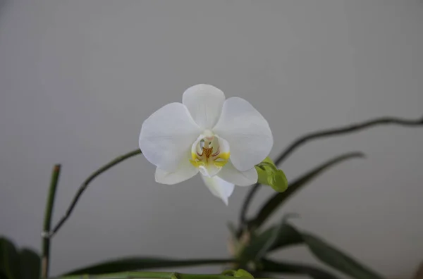 Blanco Fresco Orquídea Cerca Foto —  Fotos de Stock