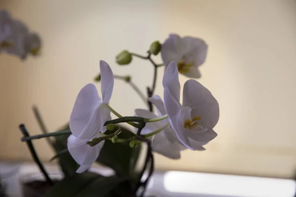 Orquídea Fresca Branca Perto Foto — Fotografia de Stock