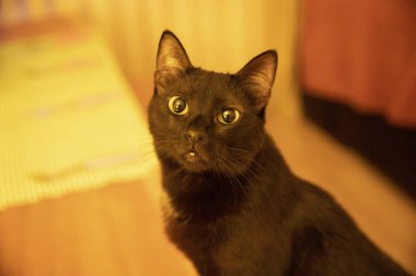 Evdeki bir sokak kedisinin portresi