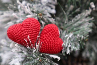 İki Noel kalbi, köknar dallarında karda aşkın kırmızı örülmüş sembolleri. Romantik kart geçmişi, yeni yıl kutlaması, Sevgililer Günü ya da kış havası