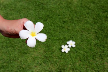Yeşil otların ve beyaz Frangipani çiçeklerinin arka planında kadın eli olan bir çiçek. Şefkat, güzellik ve güzellik anlayışı, parfüm kokusu, tropikal arka plan