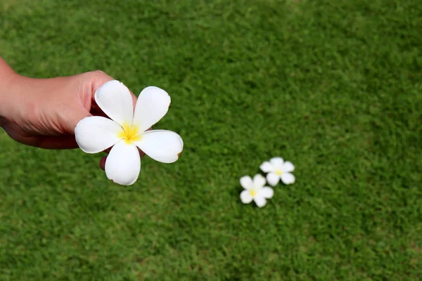 Plumeria Fleur Main Femelle Sur Fond Herbe Verte Fleurs Blanches — Photo