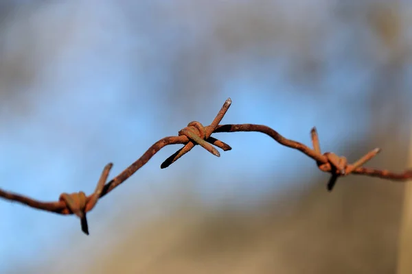 Rusty Barbed Wire Blue Sky Forest Background Concept Boundary Prison — Stock Photo, Image