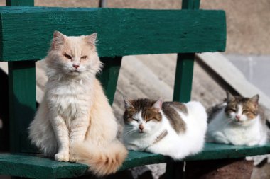 Tahta bir bankta oturan üç kedi. Güneşli havalarda sevimli hayvanlar, kırsal kesimde.