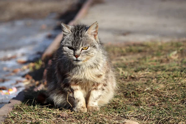 Robber cat with predatory expression on its face sitting on a street. Angry animal in cold weather, rural scene