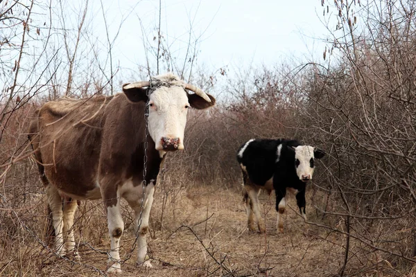 Cow Goby Grazing Forest Rural Landscape Cold Weather Farming Cattle — Stock Photo, Image