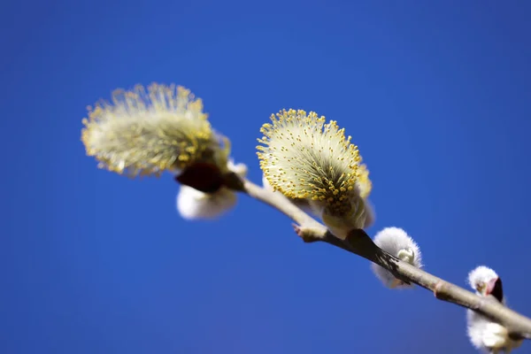 Pussy Willow Flowers Spring Branch Blooming Verba Isolated Blue Sky — Stockfoto