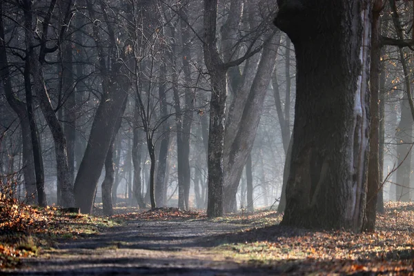 Floresta Velha Enevoada Árvores Com Galhos Nus Sombras Longas Luz — Fotografia de Stock