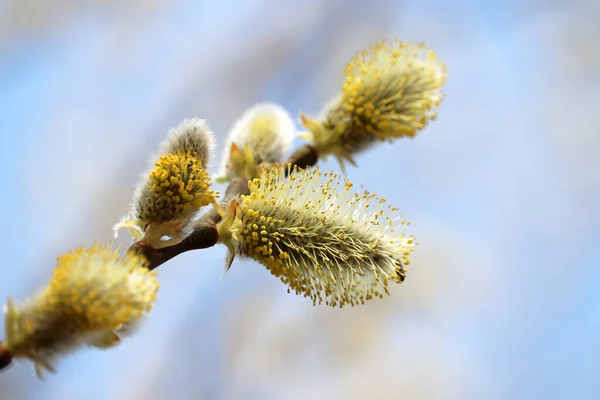 Pussy Willow Flowers Branch Blooming Verba Spring Forest Blue Sky — Stockfoto