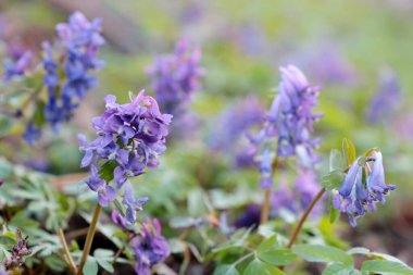 Ormandaki ilk bahar çiçekleri. Tütsülenmiş otlar, yeşil çimlerde açan Corydalis Soda