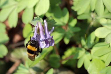 Yaban arısı ormandaki ilk bahar çiçeklerinde polen ve nektar toplar. Fumewort, corydalis solida Nisan 'da çiçek açıyor