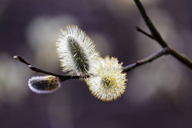Pussy willow flowers on the branch, blooming verba in spring forest. Palm Sunday symbol, yellow catkins in sunlight closeup