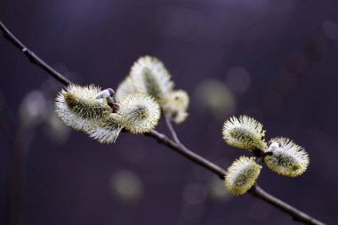 Pussy willow flowers on the branch, blooming verba in spring forest. Palm Sunday symbol, yellow catkins in sunlight closeup