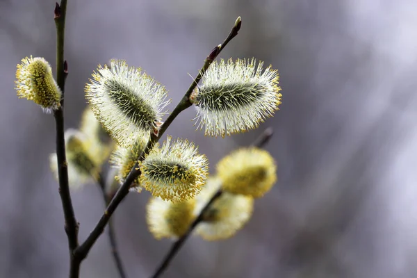 Pussy Willow Flowers Branch Blooming Verba Spring Forest Palm Sunday — Stockfoto