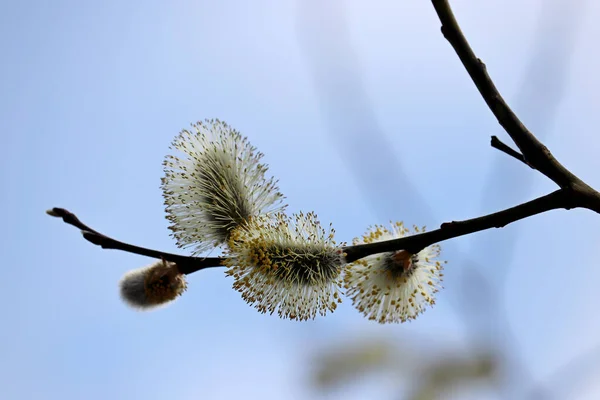 Pussy Willow Flowers Branch Blooming Verba Spring Forest Blue Sky — Stockfoto