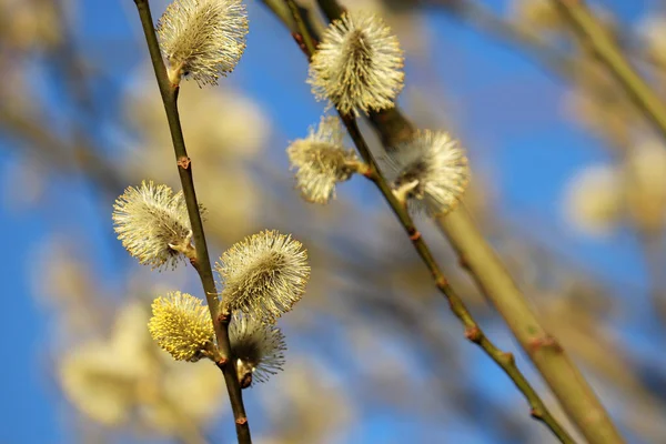 Pussy Willow Flowers Branch Blooming Verba Spring Forest Blue Sky — Stockfoto