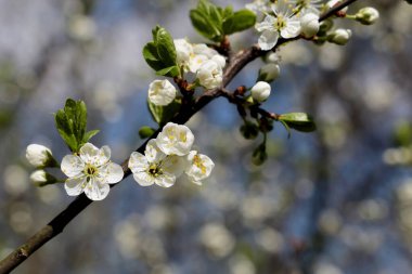 İlkbaharda kiraz çiçeği. Bahçedeki bir dal üzerinde beyaz çiçekler ve tomurcuklar