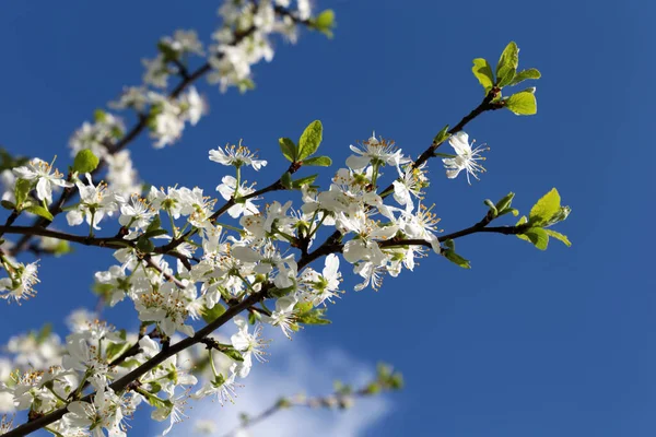 Kirschblüte Frühling Vor Blauem Himmel Mit Wolken Weiße Blumen Auf — Stockfoto