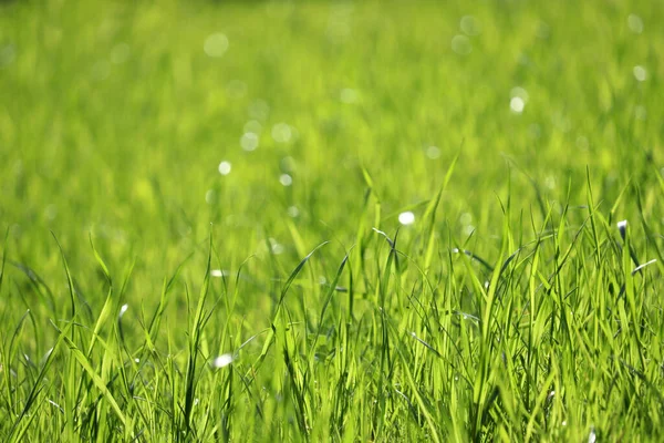 嫩绿色的青草在阳光下 有选择的焦点 春天里新鲜的背景 阳光明媚的草甸质感 — 图库照片