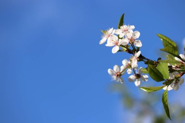 İlkbaharda kiraz çiçekleri mavi gökyüzünde soyutlanır, romantik kart için çiçek arkaplanı olur. Boş kopya alanı ve yumuşak renkleri olan bir dalda beyaz çiçekler