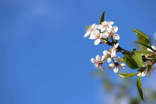 Flor Cerezo Primavera Aislado Cielo Azul Fondo Floral Para Tarjeta —  Fotos de Stock