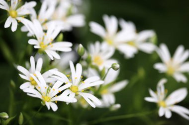 Yeşil çimenlerde Büyük İlmekotundan (Stellaria holostea) oluşan beyaz çiçekli bahar çayırı. Çiçekli arka plan, doğanın güzelliği.
