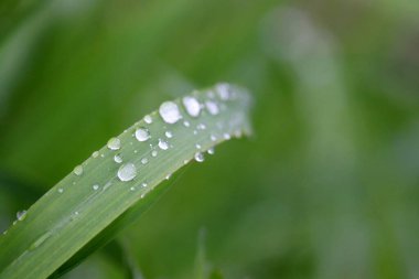 Yeşil çimenlerin üzerinde çiy taneleri, makro çekim. Su damlaları çayırda parıldıyor, tazelik konsepti, doğa arka planı