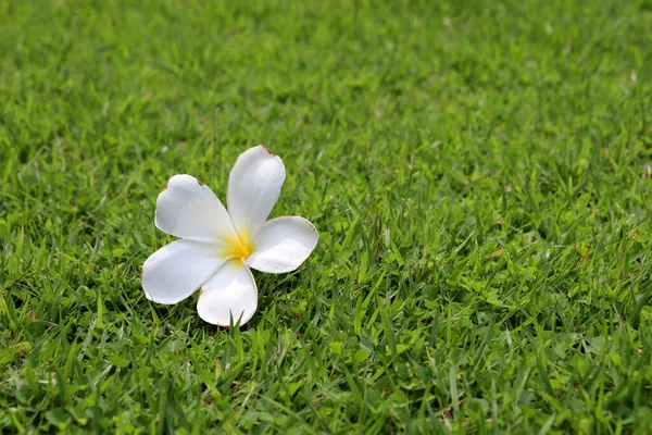 Plumeria Flower Green Grass Tropical Background Concept Tenderness Beauty Spa Stock Photo