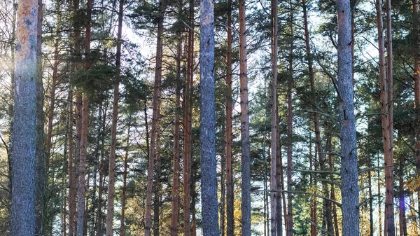 Tall pine trees in autumn park in sunlight