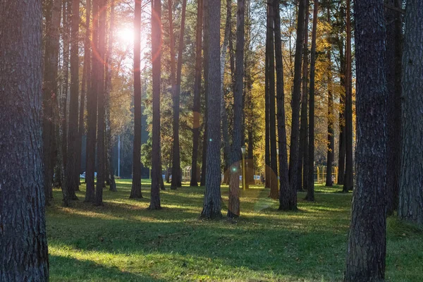 Tall pine trees in autumn park in sunlight