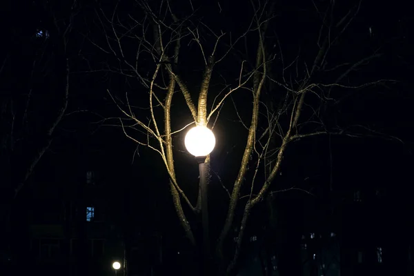 Яркая уличная лампа среди ветвей деревьев в темноте — стоковое фото