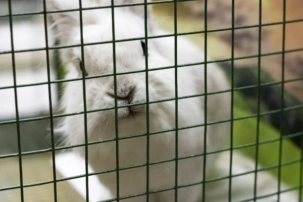 White rabbit behind the bars of a cage