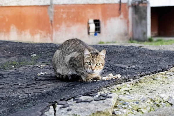 회색 떠돌이 고양이가 가까이 서 고기를 먹고 있다 — 스톡 사진