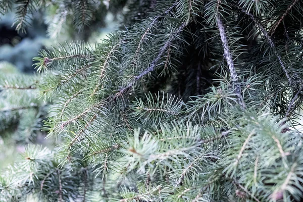 바늘을 감은 푸른 가문비나무 가지들 — 스톡 사진