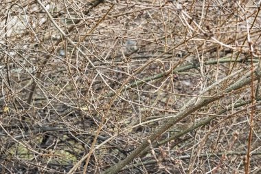 Sonbaharda çıplak ağaç dalları kapanıyor.