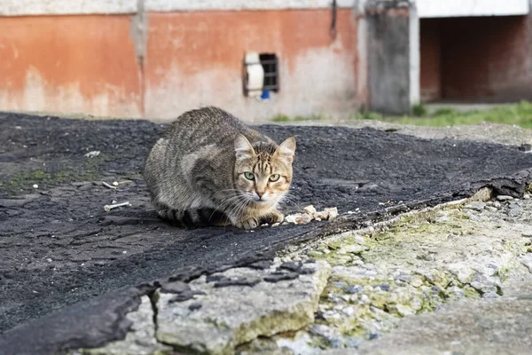 회색 떠돌이 고양이가 가까이 서 고기를 먹고 있다 — 스톡 사진