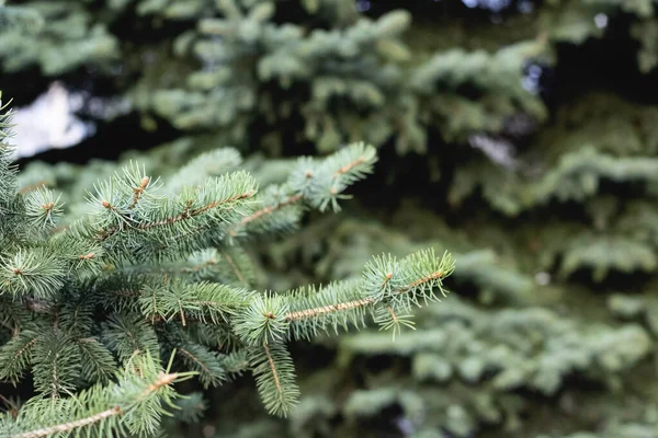 Green spruce branches with needles close up — Stock Photo, Image