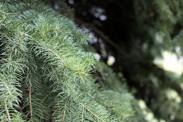 Grüne Fichtenzweige mit Nadeln in Nahaufnahme — Stockfoto