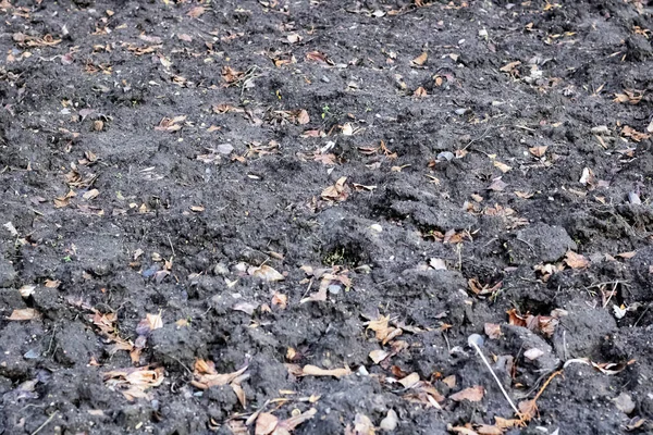 Мокрий бруд на стежці з жовтим листям — стокове фото