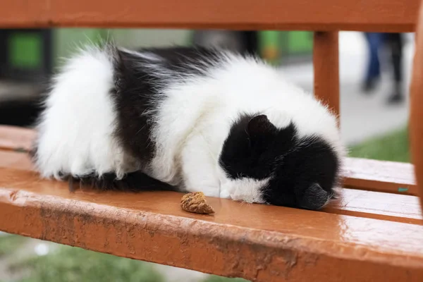 Gato preto e branco dorme em um banco de parque — Fotografia de Stock