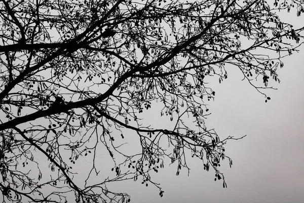 Silhouette di rami d'albero contro un cielo scuro — Foto Stock