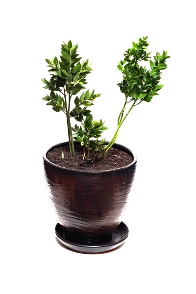 Potted home plant geïsoleerd op witte achtergrond — Stockfoto