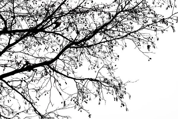 Silhouettes of tree branches against a white — Stock Photo, Image