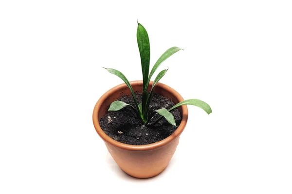 Potted home plant geïsoleerd op witte achtergrond — Stockfoto