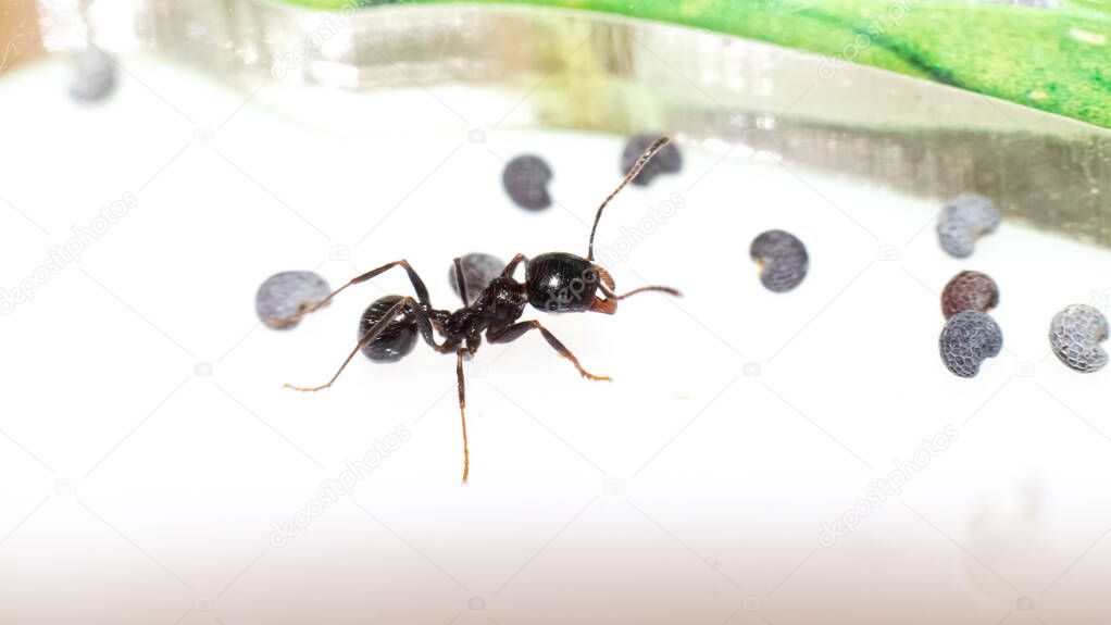 Ants Messor Structor in vitro close up