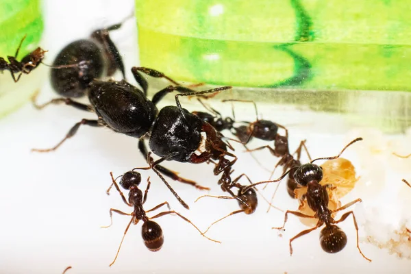 Queen ant Messor Structor in formicaria closeup