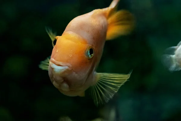 Große gelbe Fische im dunklen Wasser im Aquarium — Stockfoto