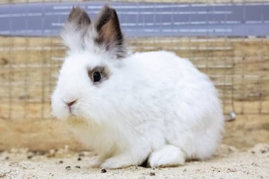 Beyaz tüylü evcil tavşan kafese kapanır
