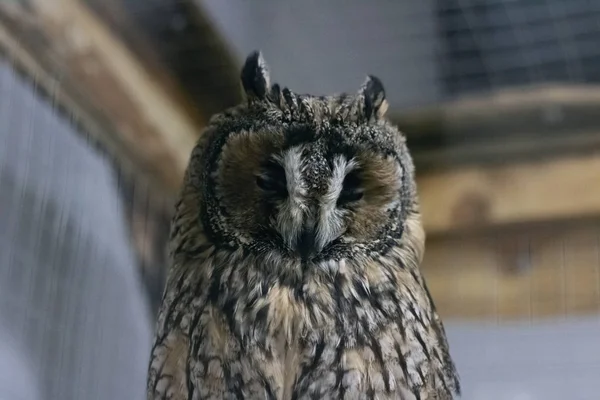 Kleine uil in een kooi close-up — Stockfoto